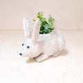 Jardinière Lapin Bébé - Pots en Fibre de Coco