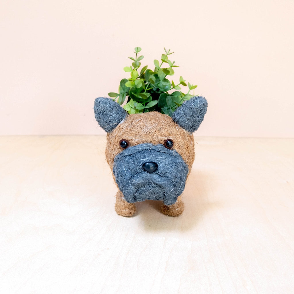 Pot de fleurs pour bébé bouledogue français - Pots en fibre de coco