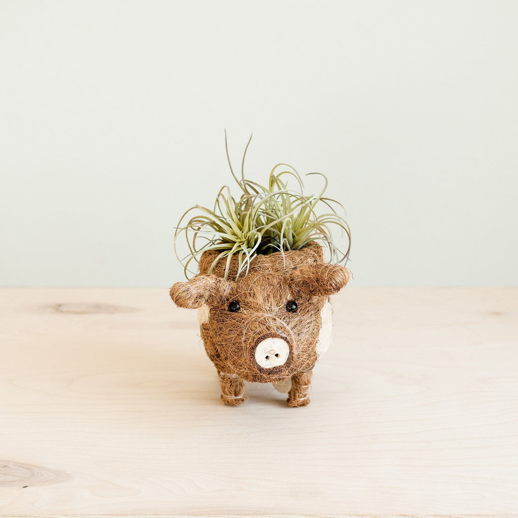 Pot de fleurs cochon succulent - Jardinières artisanales