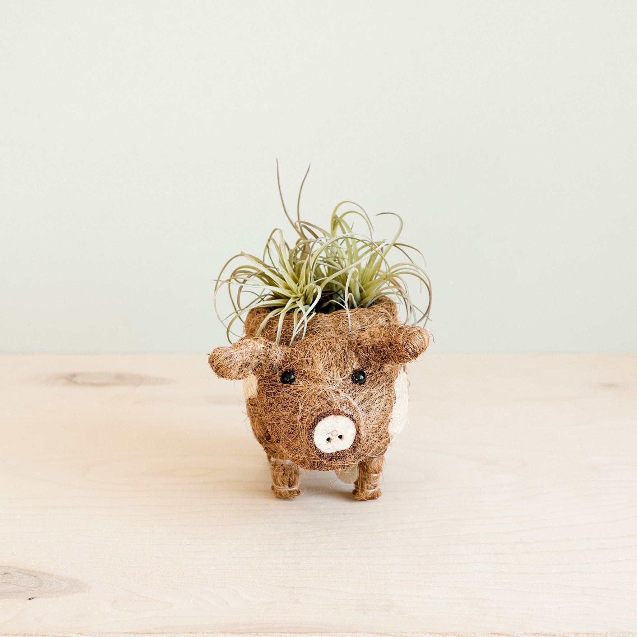 Pot de fleurs cochon succulent - Jardinières artisanales