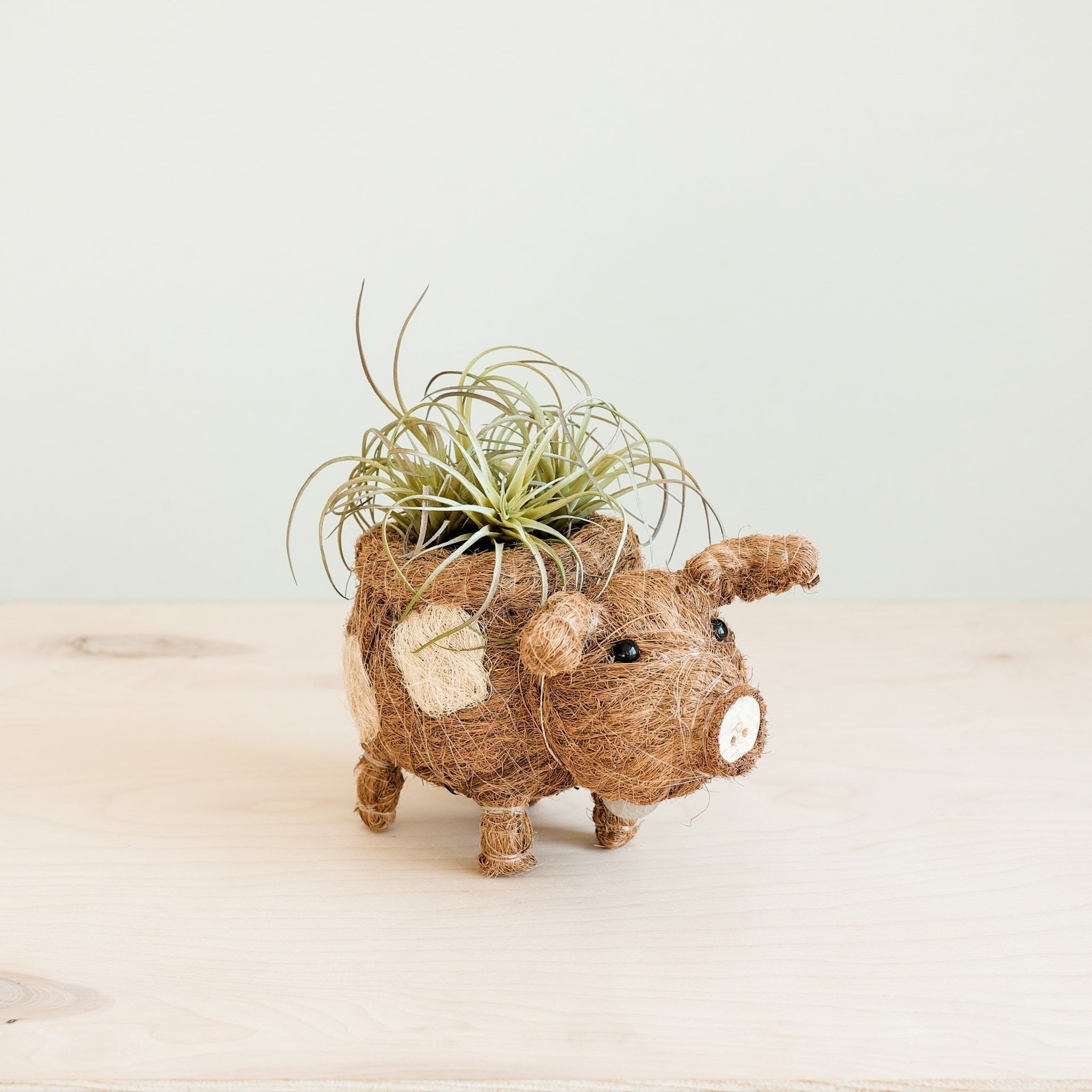 Pot de fleurs cochon succulent - Jardinières artisanales