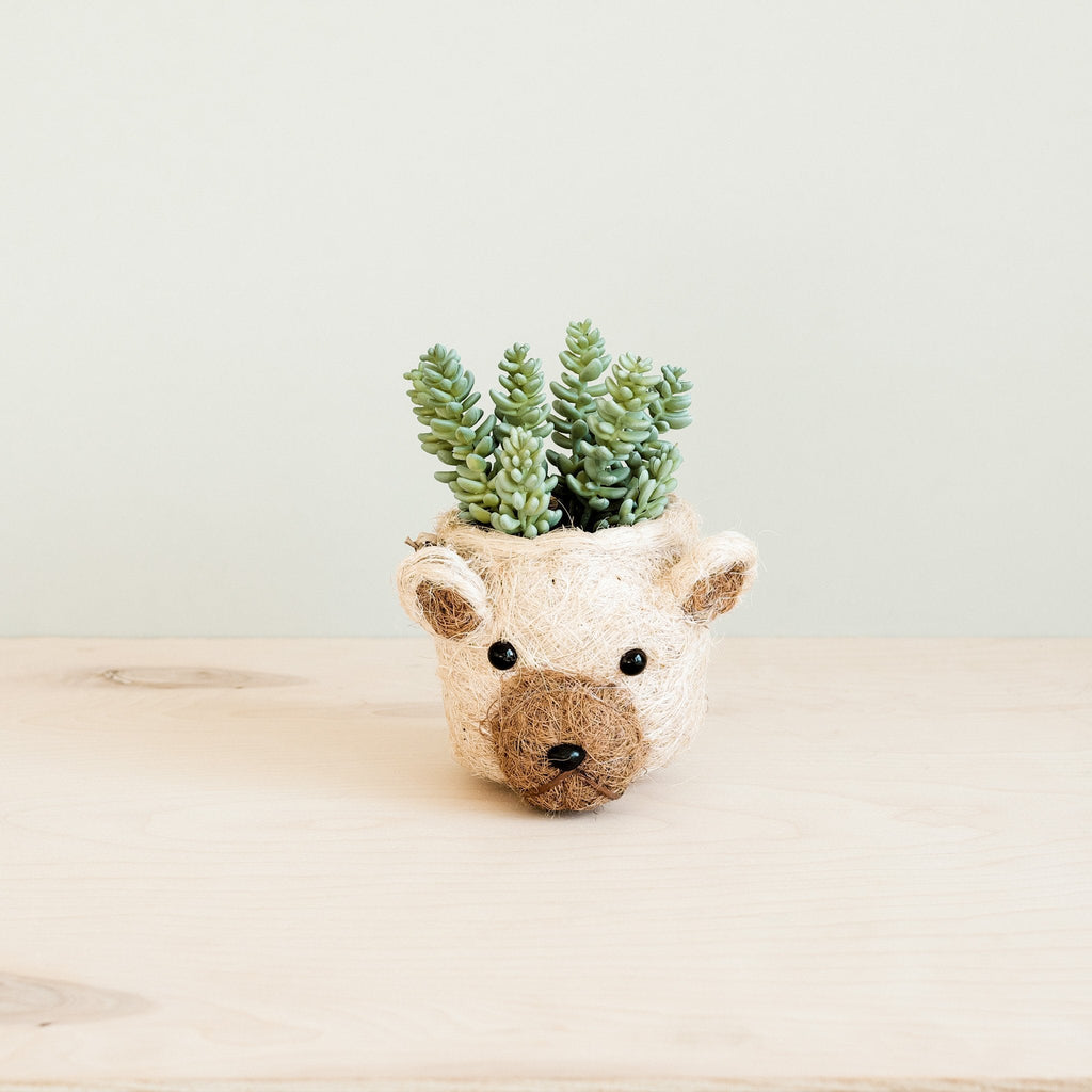 Cache-pot Ours - Cache-pots Têtes d'animaux