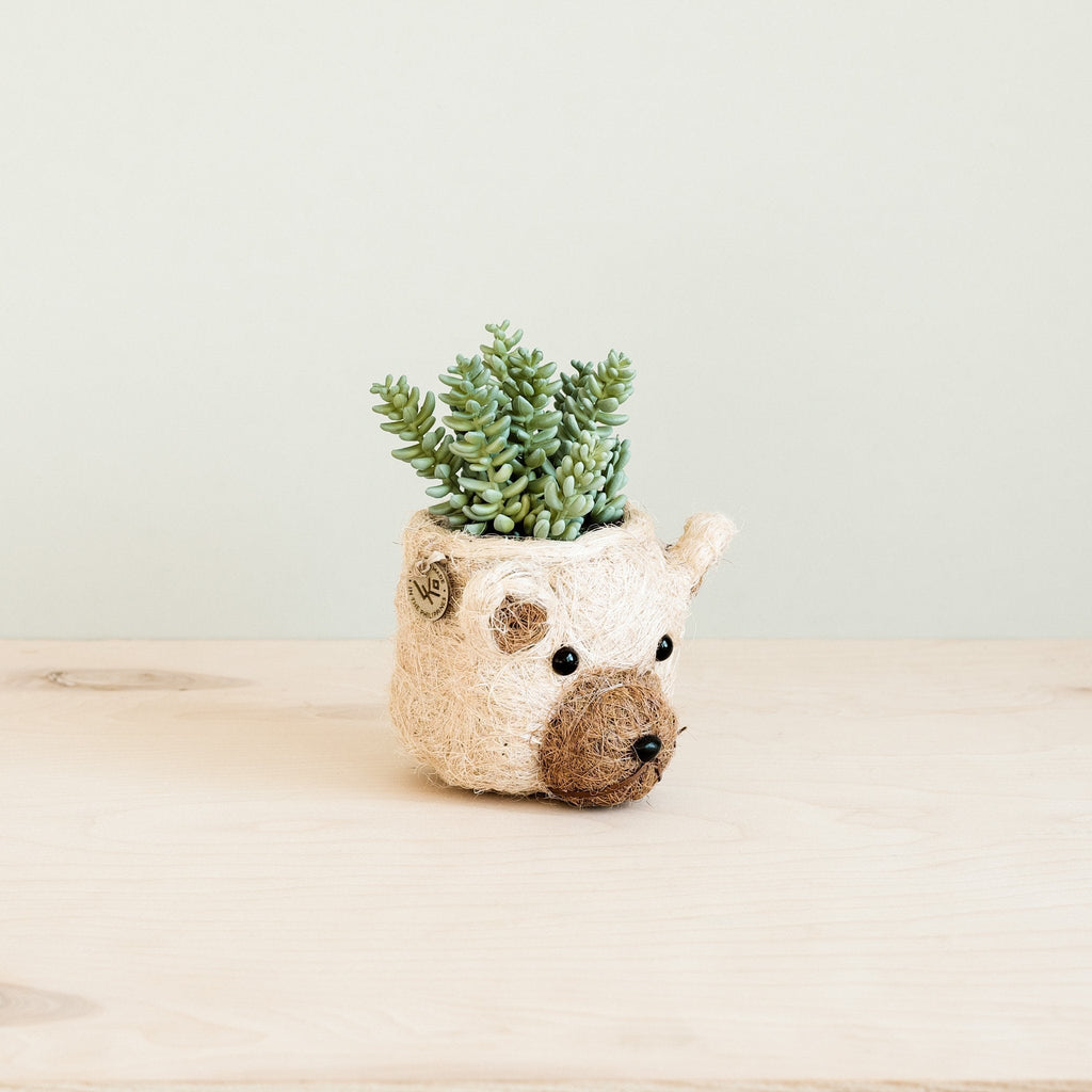 Cache-pot Ours - Cache-pots Têtes d'animaux