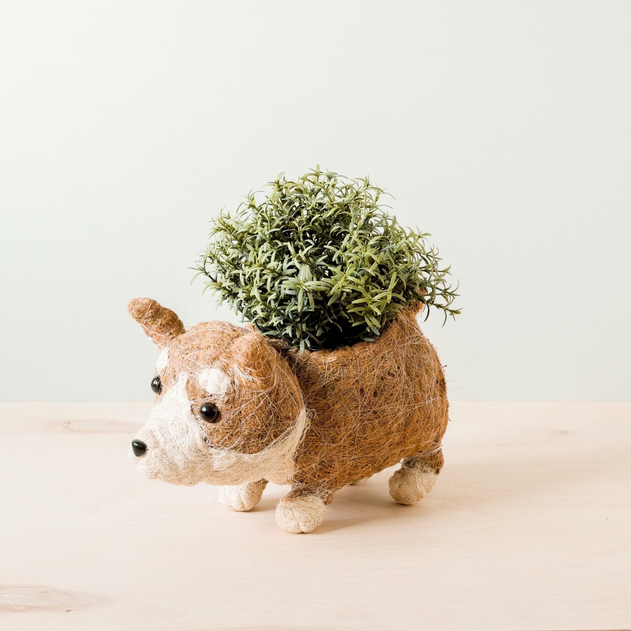 Pot de succulente Corgi - Jardinières faites à la main