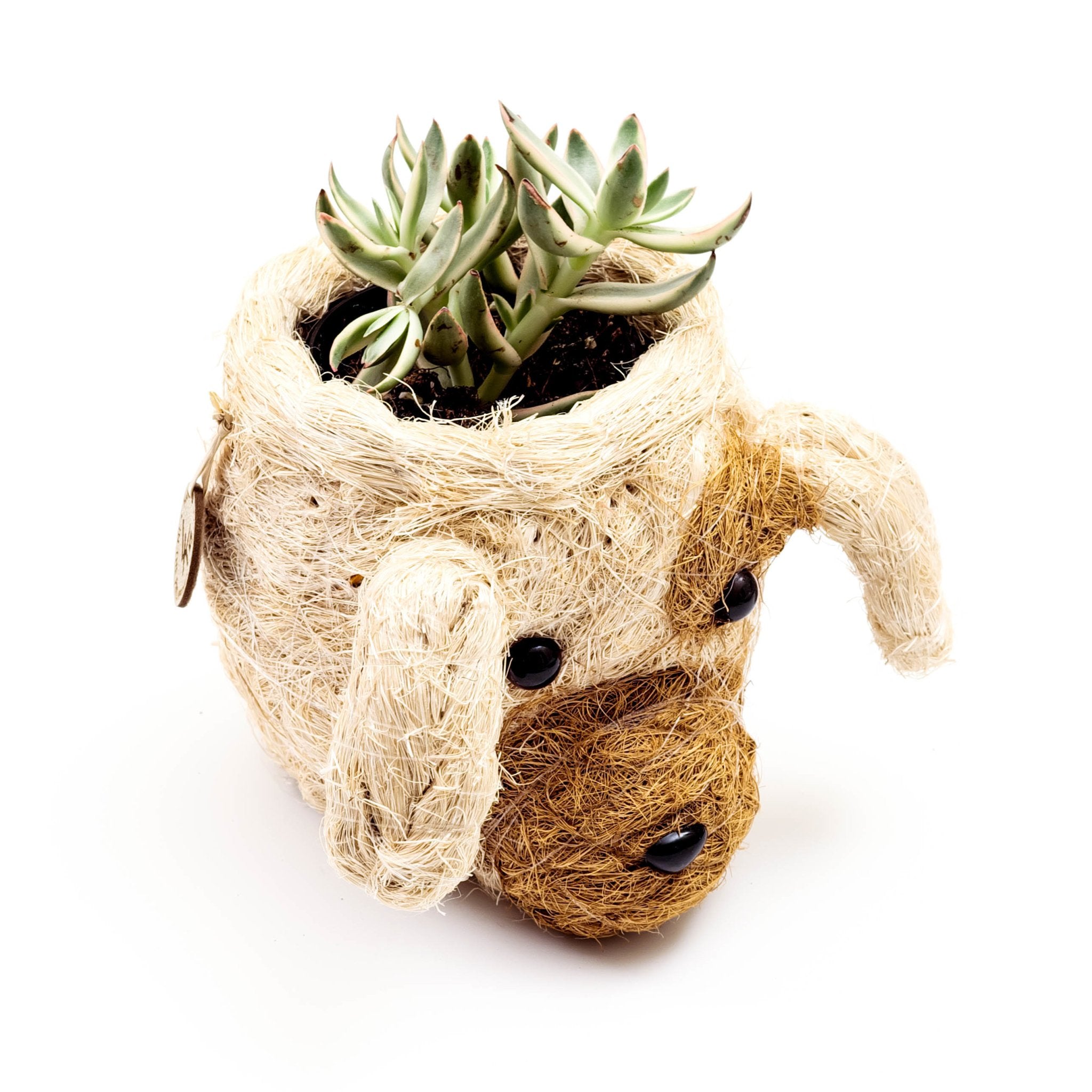 Pot de fleurs succulent pour chien - Pot de plantes tête d'animal