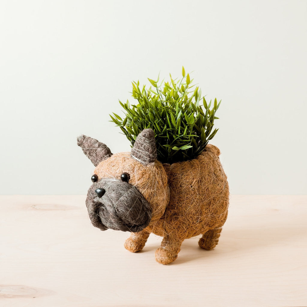 Jardinière Bouledogue Français - Pots en Fibre de Coco