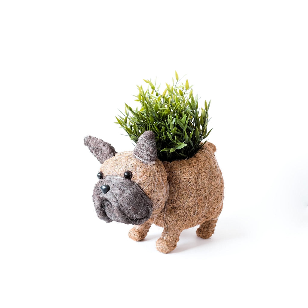 Jardinière Bouledogue Français - Pots en Fibre de Coco