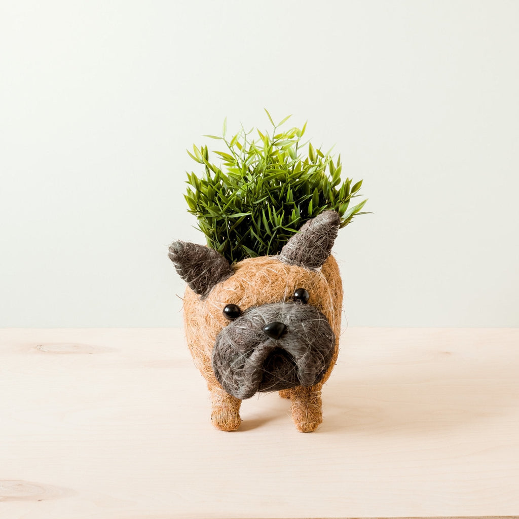 Jardinière Bouledogue Français - Pots en Fibre de Coco