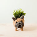 Jardinière Bouledogue Français - Pots en Fibre de Coco