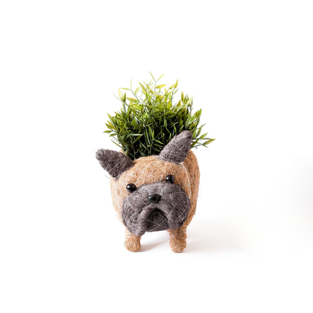 Jardinière Bouledogue Français - Pots en Fibre de Coco