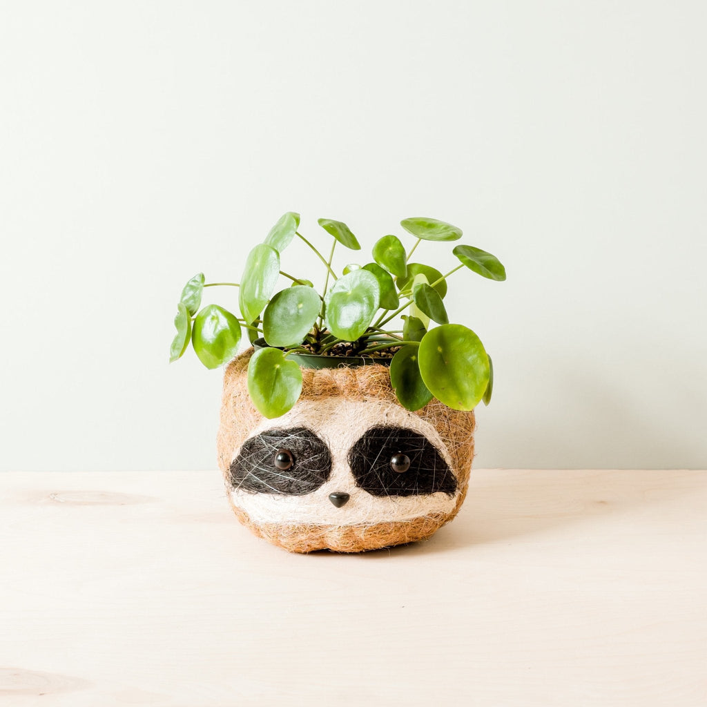 Grand paresseux trois tons - Pots en fibre de coco (15 cm)