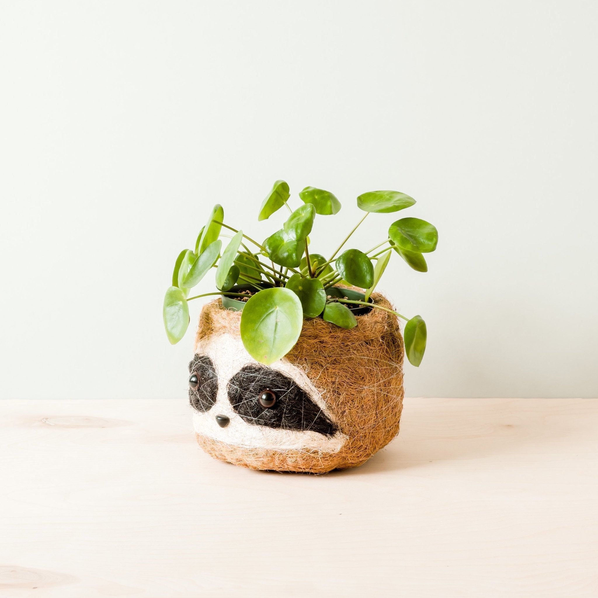 Grand paresseux trois tons - Pots en fibre de coco (15 cm)