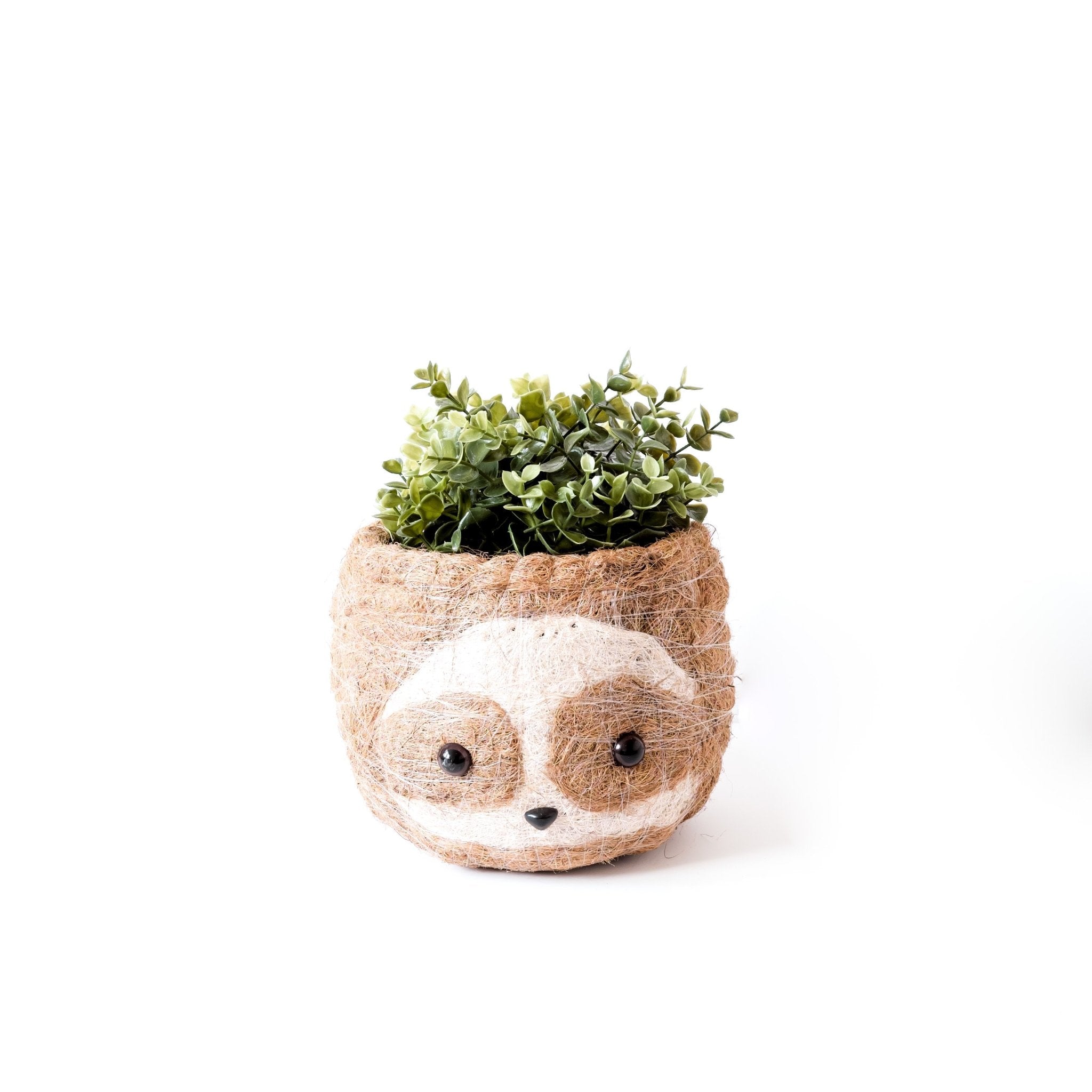 Grand paresseux bicolore - Pots en fibre de coco (15 cm)