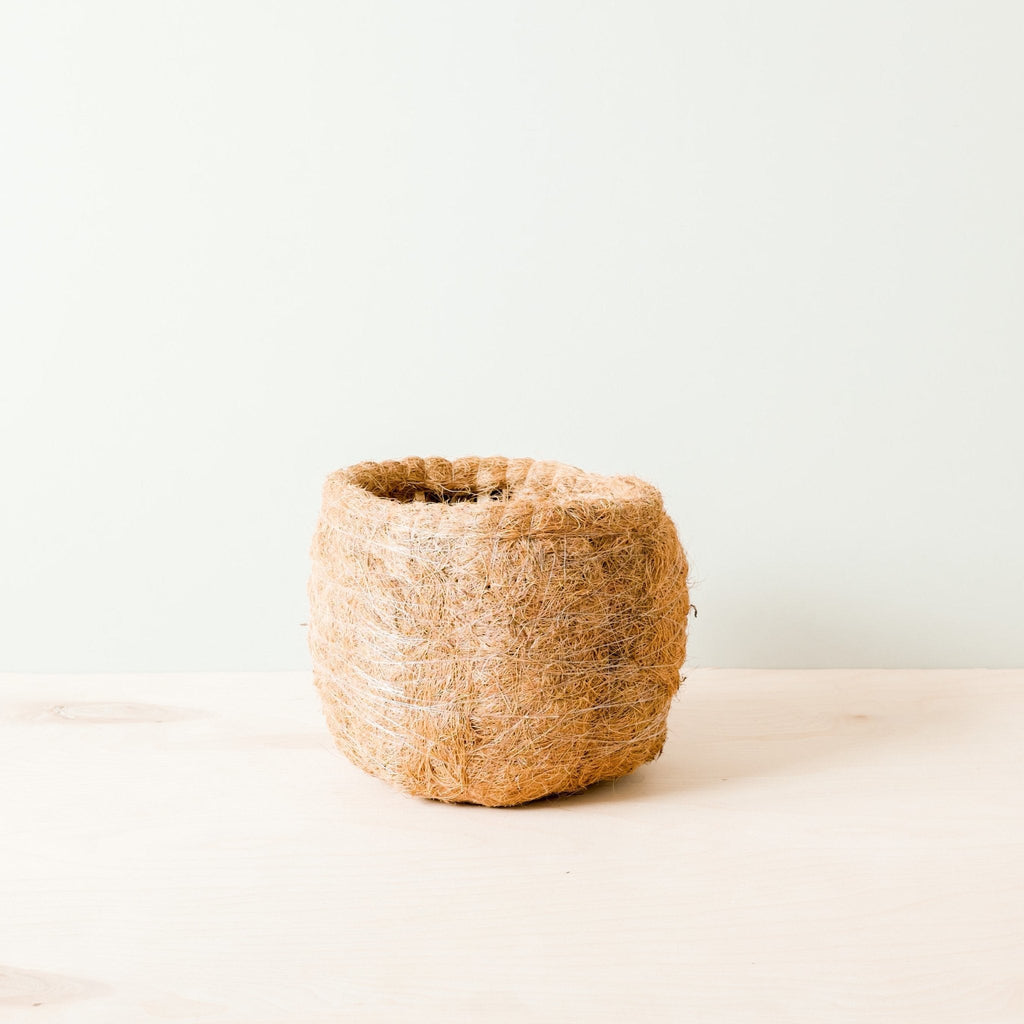 Grand paresseux bicolore - Pots en fibre de coco (15 cm)