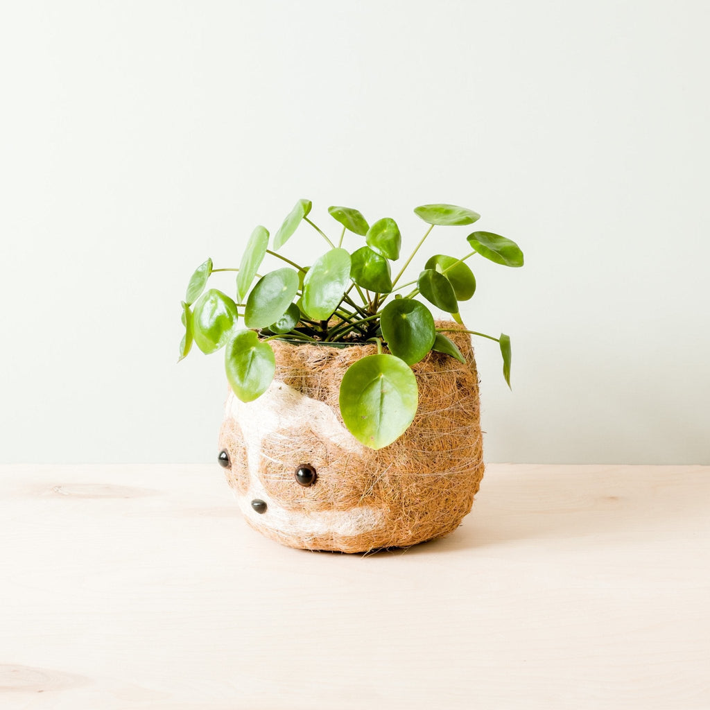 Grand paresseux bicolore - Pots en fibre de coco (15 cm)