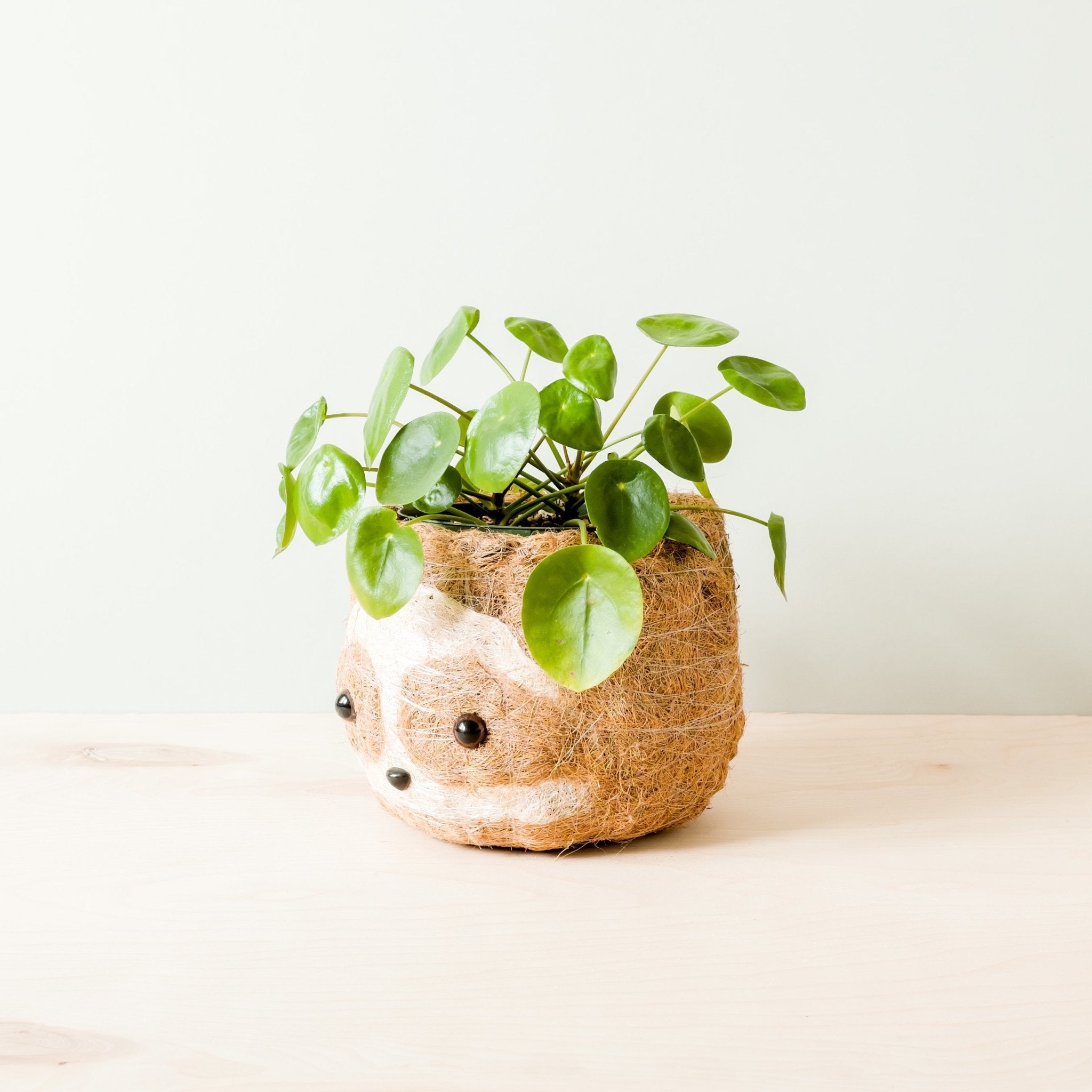 Grand paresseux bicolore - Pots en fibre de coco (15 cm)