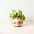Grand paresseux bicolore - Pots en fibre de coco (15 cm)