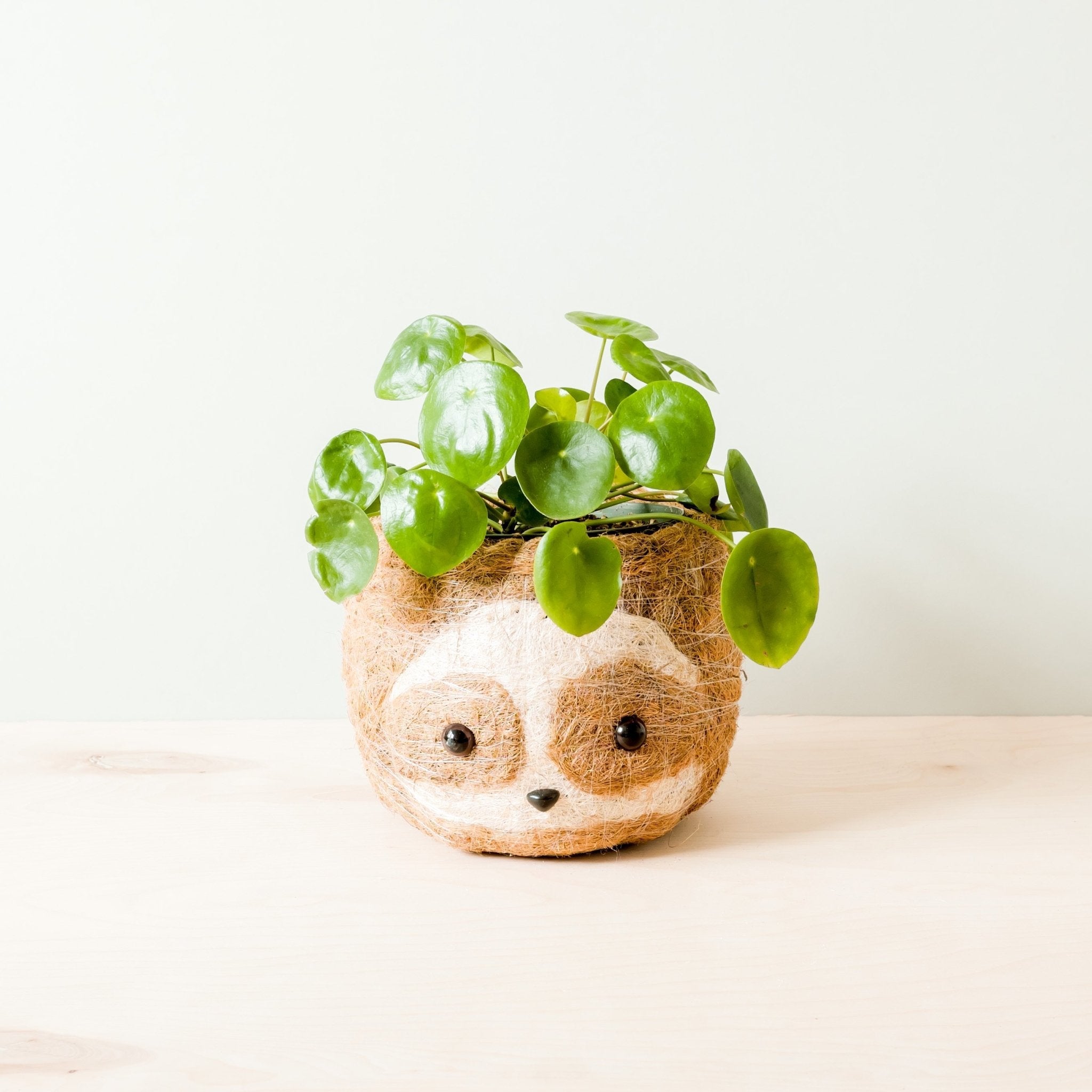 Grand paresseux bicolore - Pots en fibre de coco (15 cm)