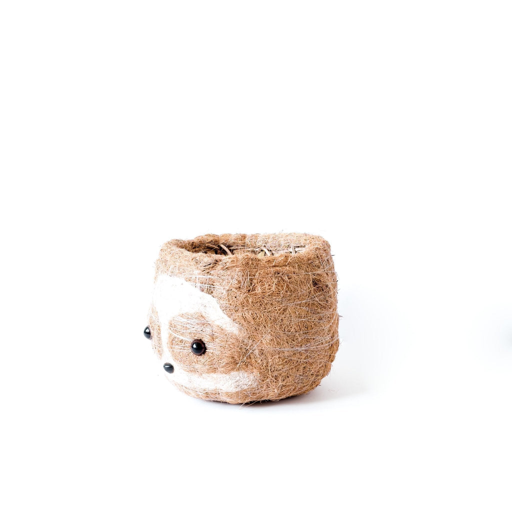Grand paresseux bicolore - Pots en fibre de coco (15 cm)