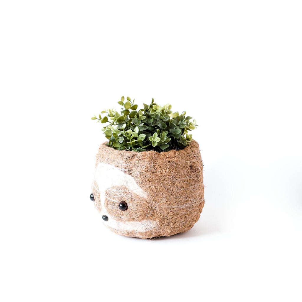 Grand paresseux bicolore - Pots en fibre de coco (15 cm)