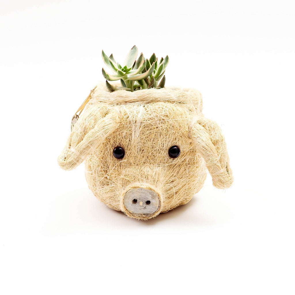 Pot de fleurs Cochon - Pot de fleurs Tête d'animal