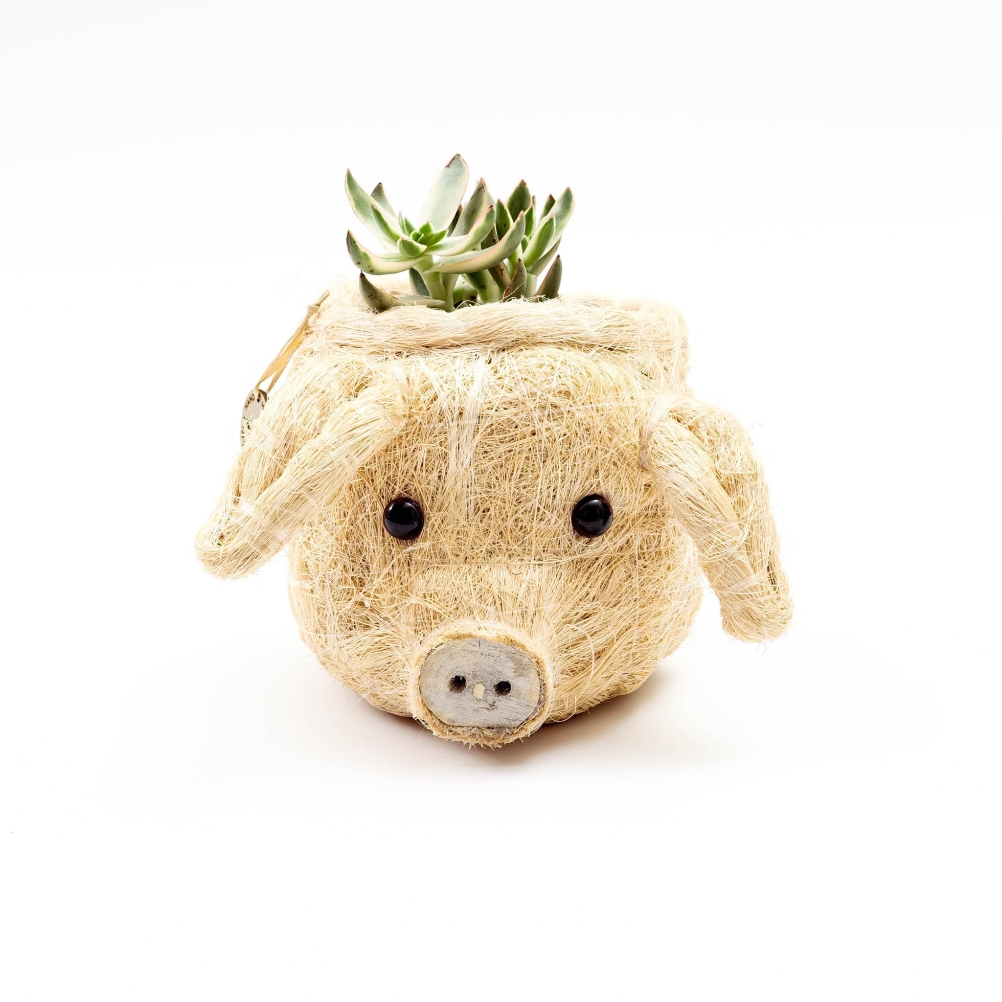 Pot de fleurs Cochon - Pot de fleurs Tête d'animal