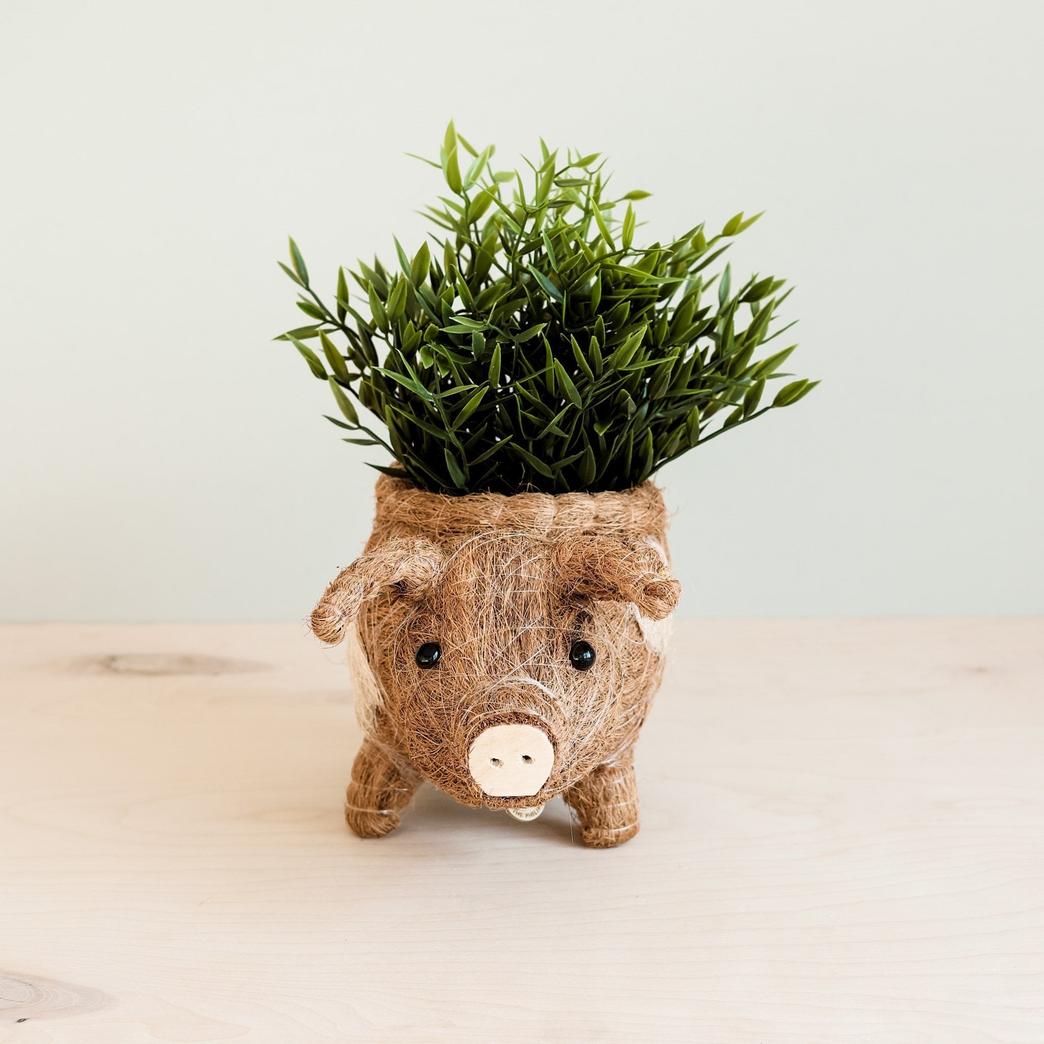 Jardinière cochon - Pots en fibre de coco