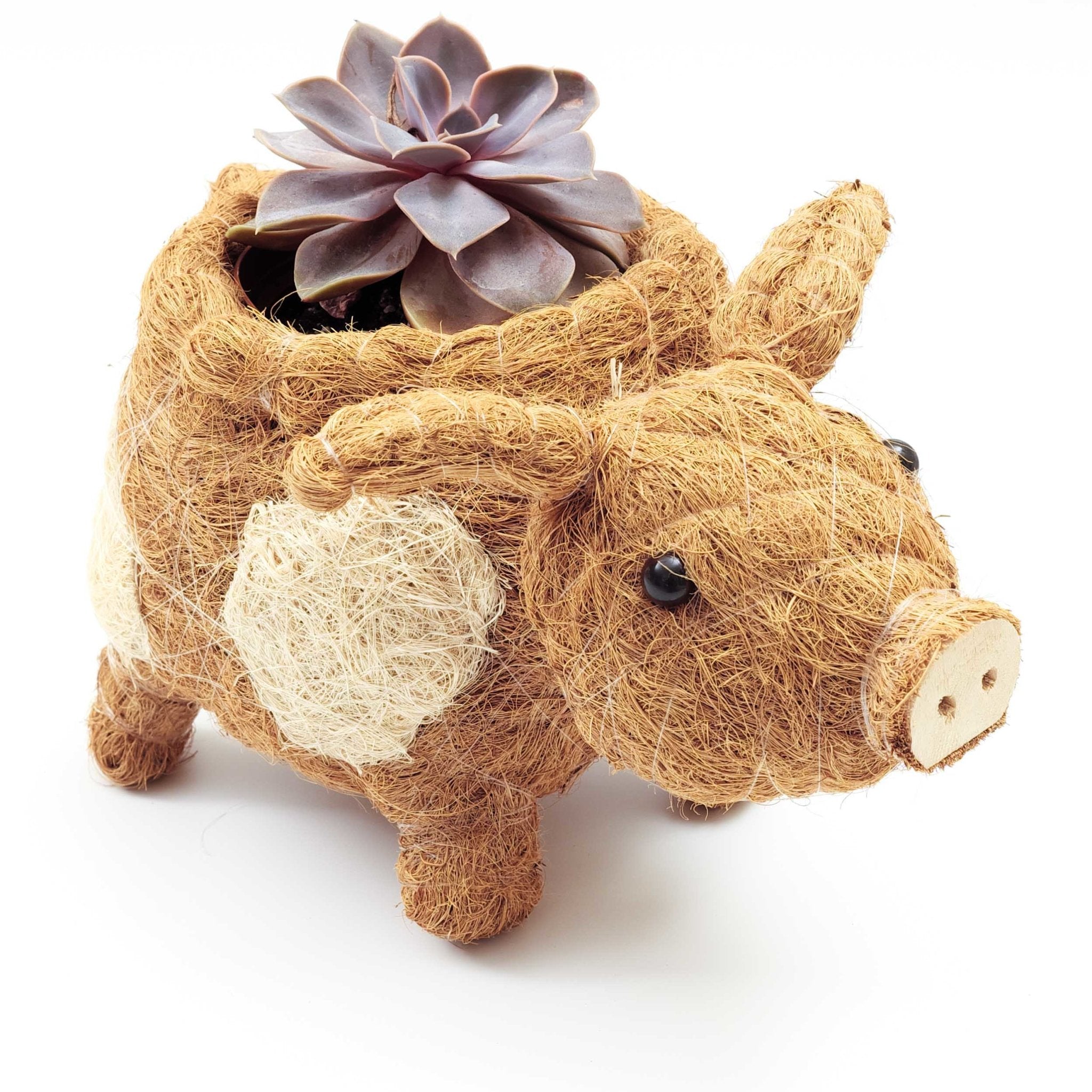 Jardinière cochon - Pots en fibre de coco