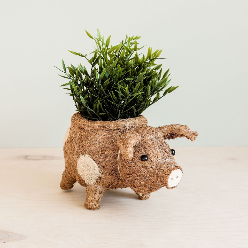 Jardinière cochon - Pots en fibre de coco