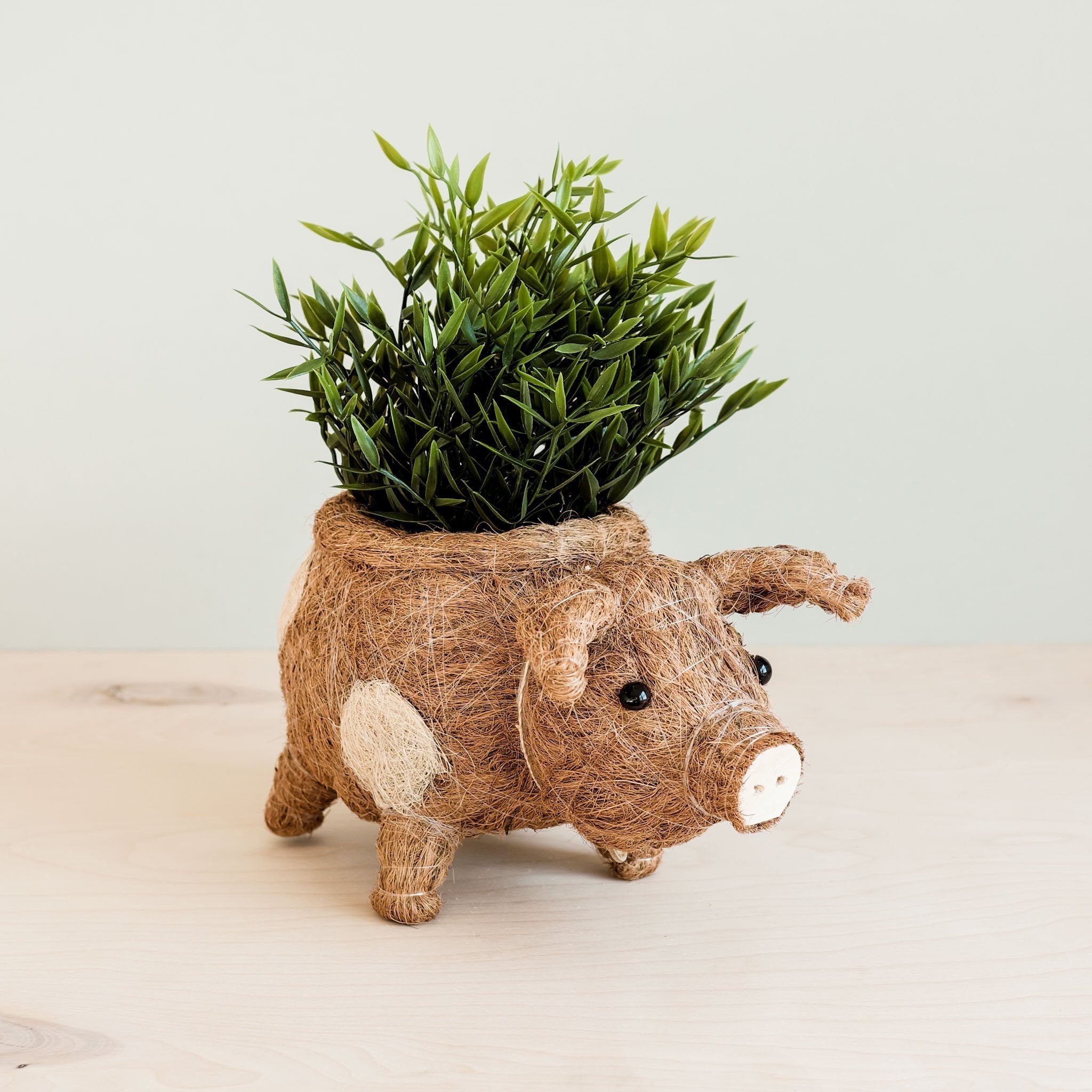Jardinière cochon - Pots en fibre de coco