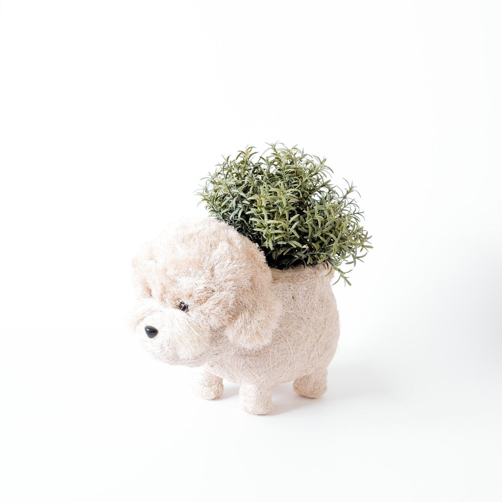 Jardinière Caniche - Pots en fibres de coco