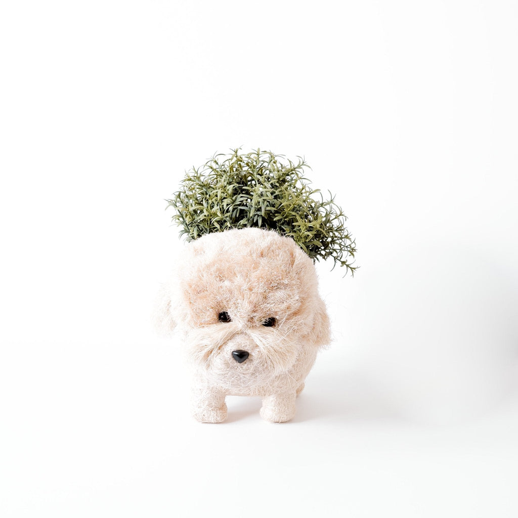 Jardinière Caniche - Pots en fibres de coco