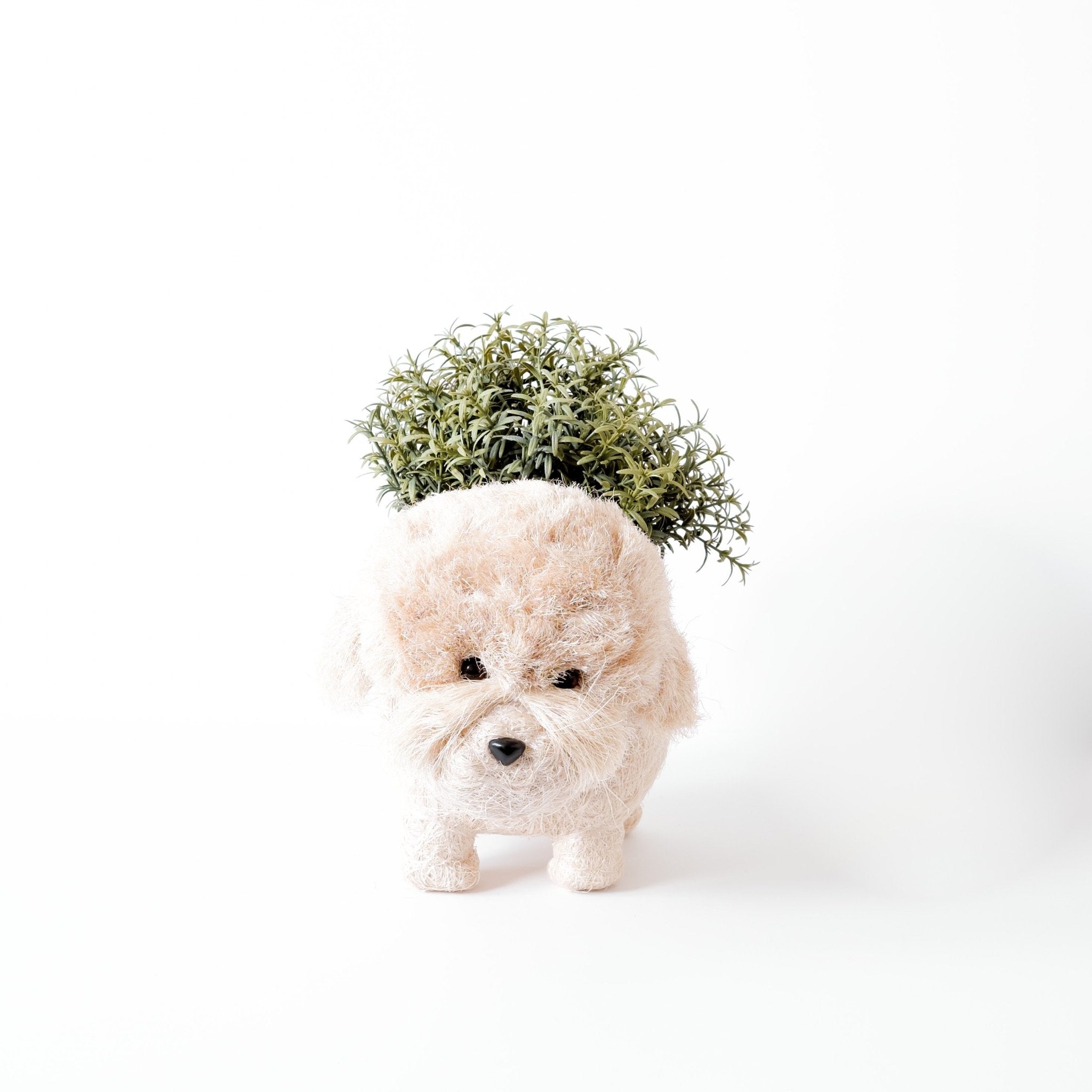 Jardinière Caniche - Pots en fibres de coco