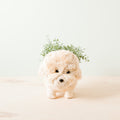 Jardinière Caniche - Pots en fibres de coco