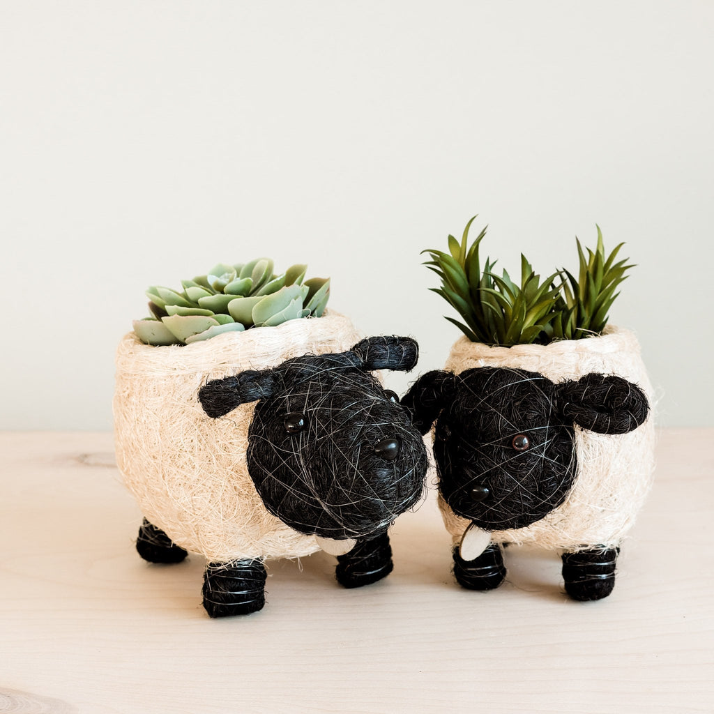Pot de plantation mouton - Pots en fibre de coco