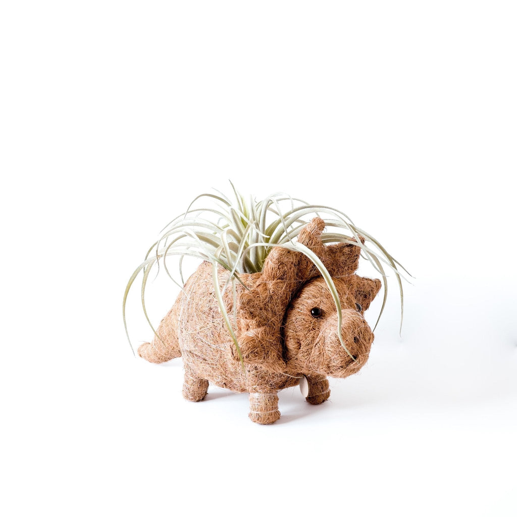 Jardinière Tricératops - Pots en fibre de coco