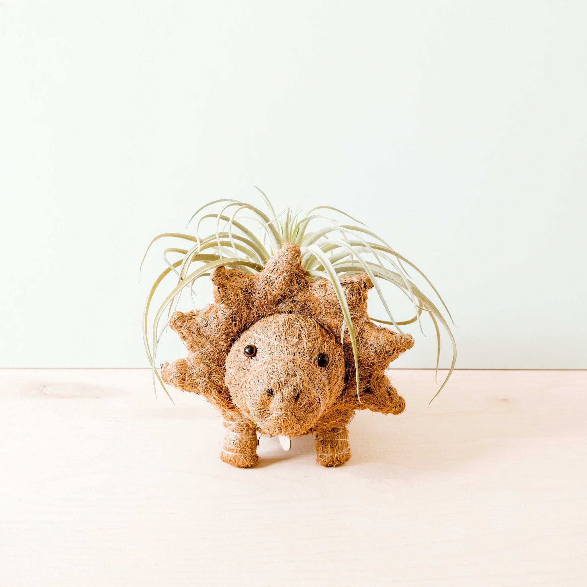 Jardinière Tricératops - Pots en fibre de coco