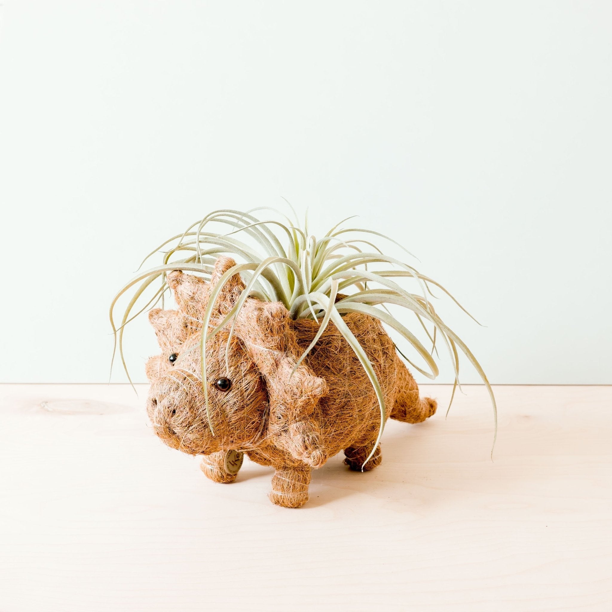 Jardinière Tricératops - Pots en fibre de coco