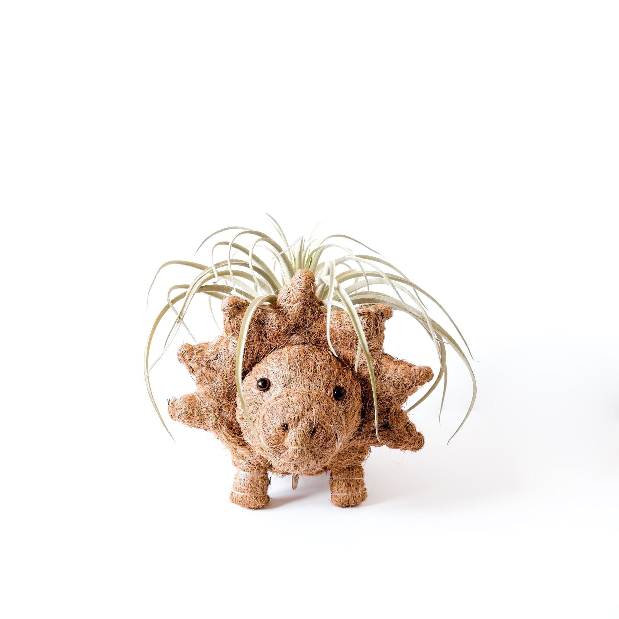 Jardinière Tricératops - Pots en fibre de coco